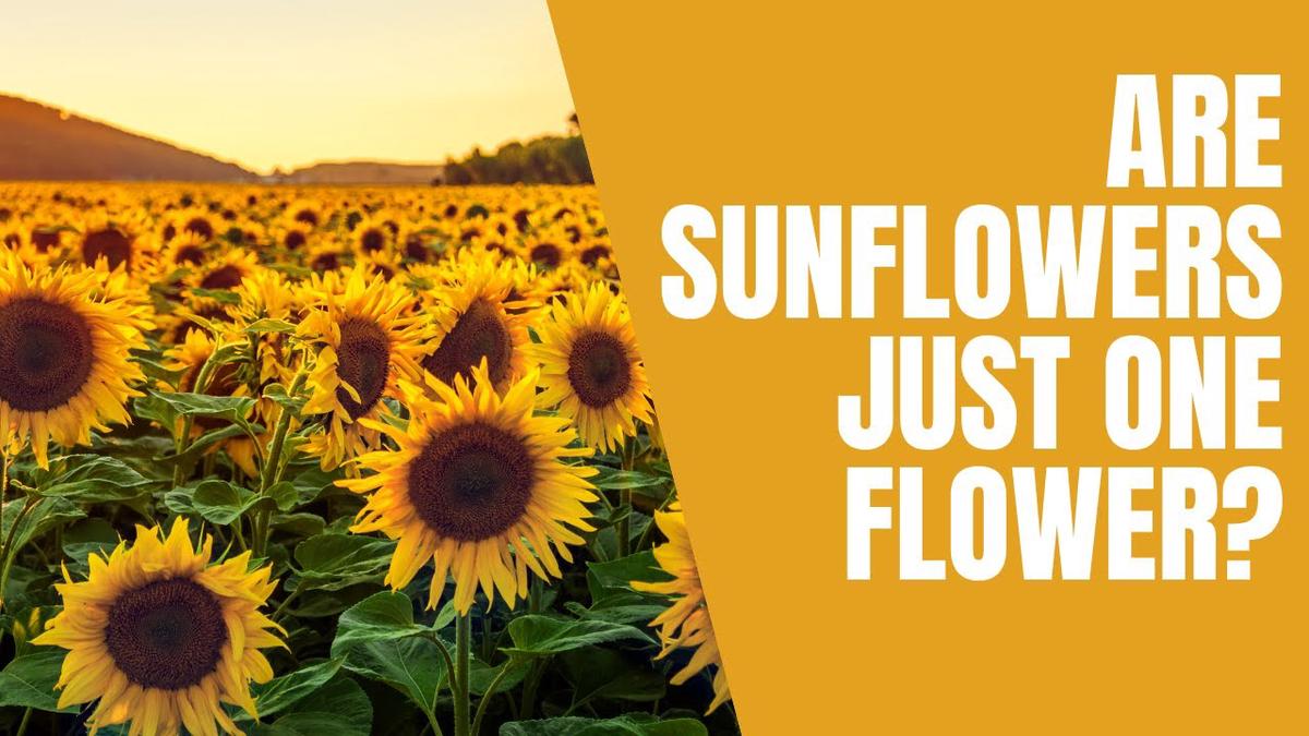 'Video thumbnail for Sunflower facts, information and advice - Are sunflowers just one flower'
