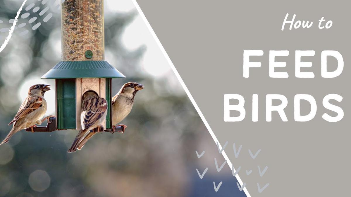 'Video thumbnail for How to feed birds - feeding birds tips and advice. Where to put your bird feeders'