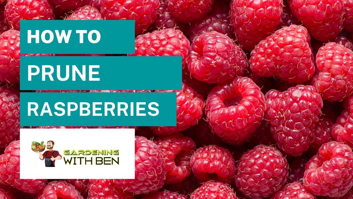 'Video thumbnail for How to grow and prune raspberries'