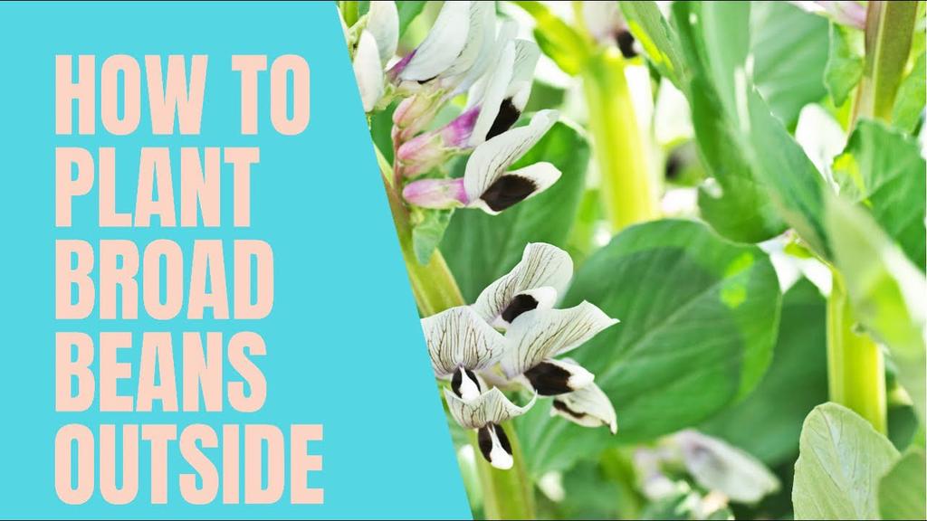 'Video thumbnail for How to plant broad bean seeds outside'