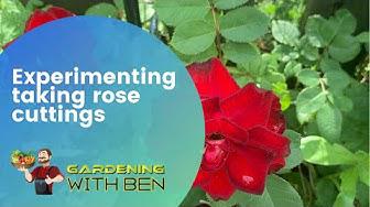 'Video thumbnail for Experimenting on how to take rose cuttings'