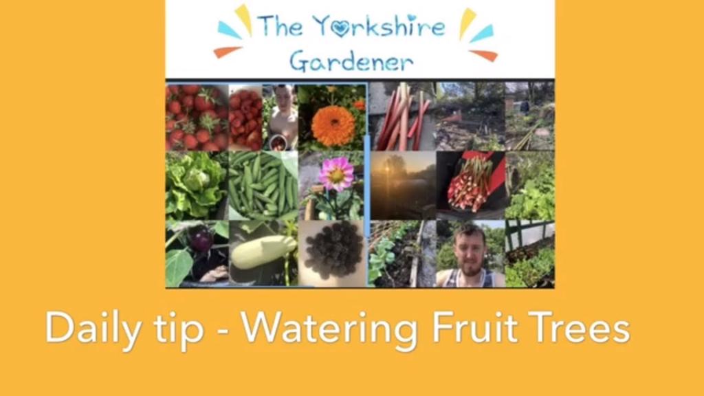 'Video thumbnail for Watering Fruit Trees - Garden facts'