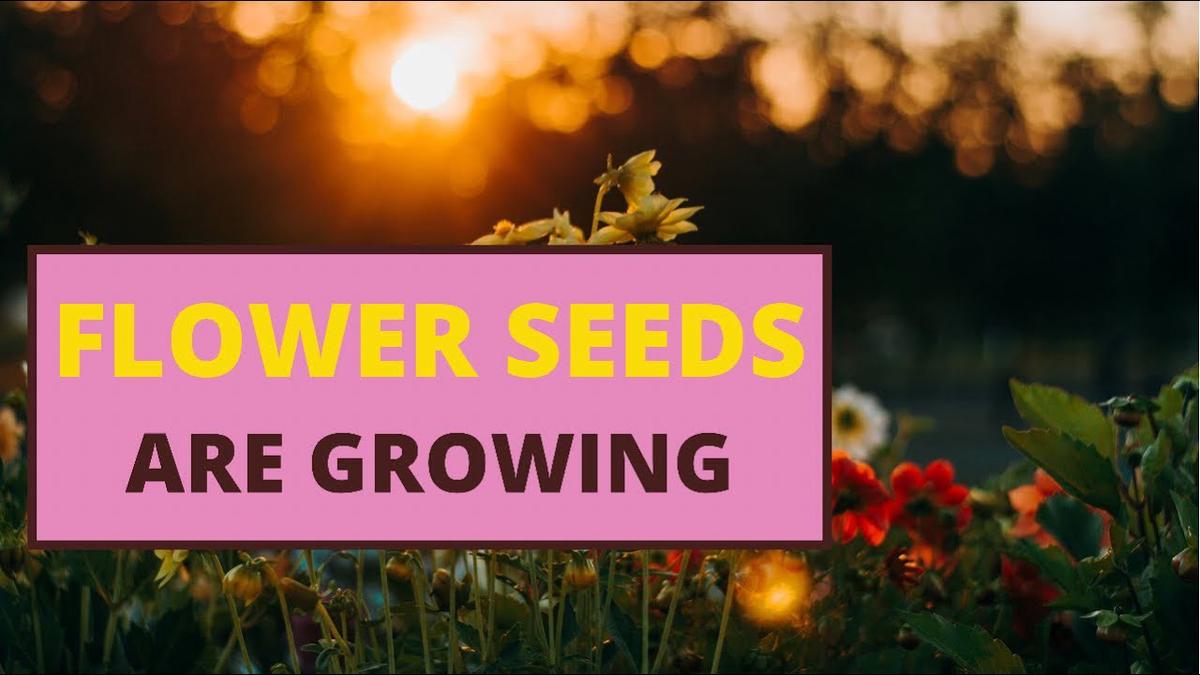 'Video thumbnail for Flower seeds are growing #shorts'
