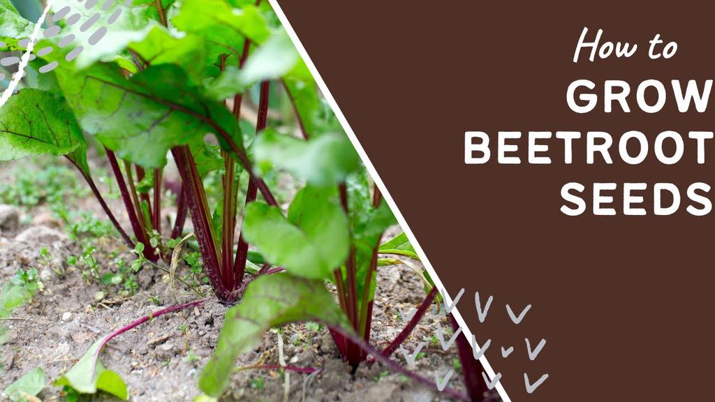 'Video thumbnail for How to grow beetroot seeds'