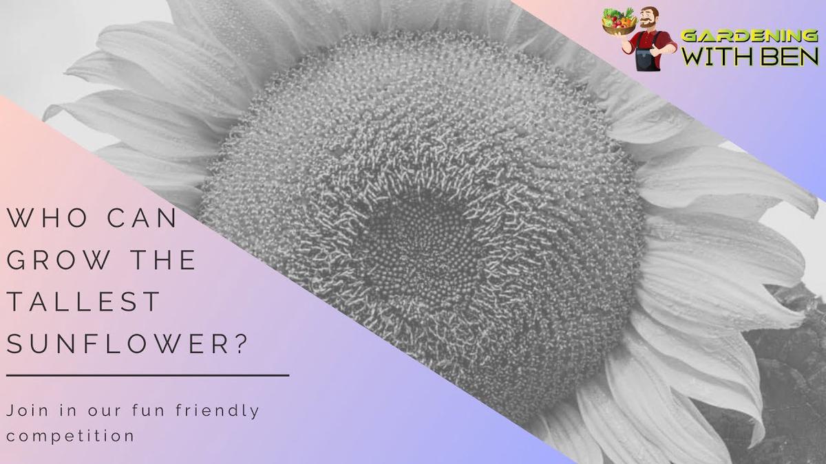 'Video thumbnail for Join our fun sunflower competition'
