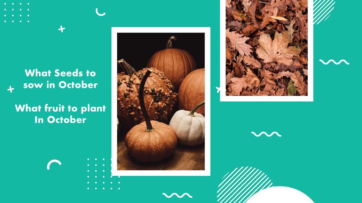 'Video thumbnail for What to Sow In October | Vegetables For October | Fruit For October'