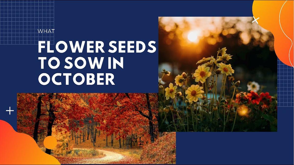 'Video thumbnail for What flower seeds to sow in October'