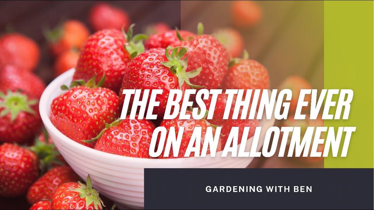 'Video thumbnail for The best thing ever on an allotment π€€ #shorts'