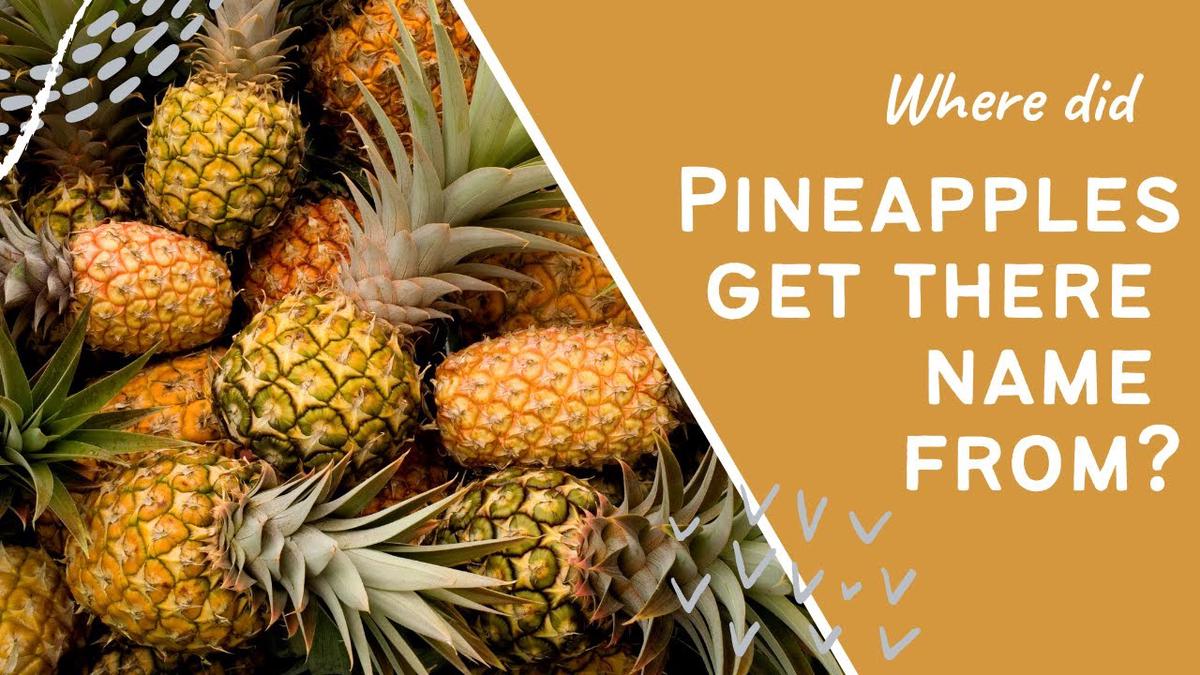 'Video thumbnail for Pineapple facts and information :- where did pineapples ge there name from'