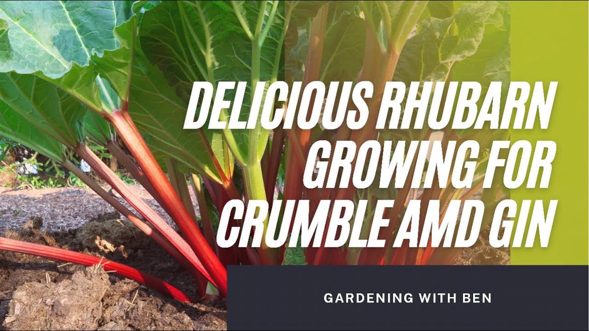 'Video thumbnail for Delicious Rhubarb growing for crumble and gin #shorts'
