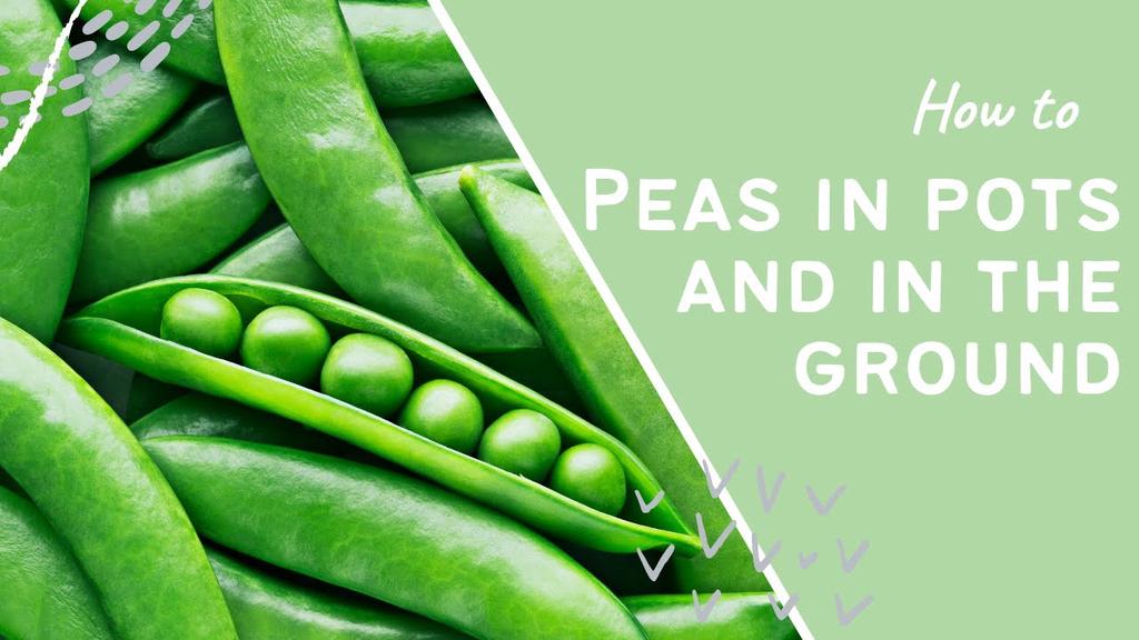 'Video thumbnail for How to grow Peas in pots and in the ground'