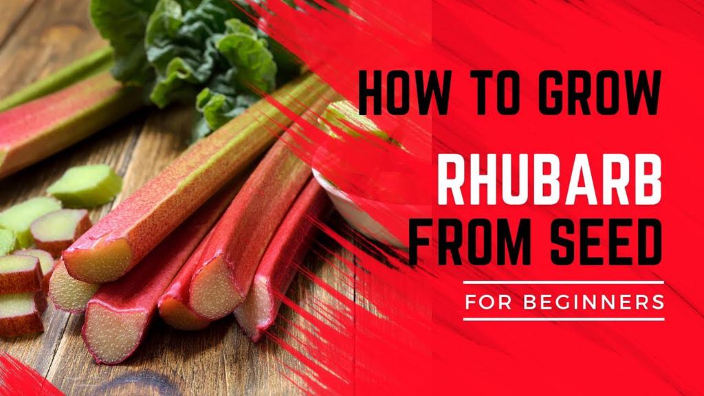 'Video thumbnail for How to grow Rhubarb from seed in the Uk and the rest of the world'