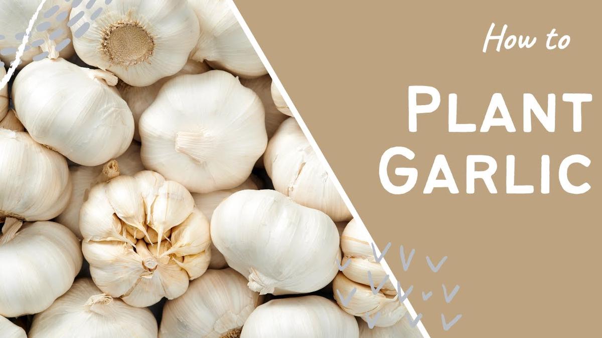 'Video thumbnail for How to plant garlic - gardening tips'