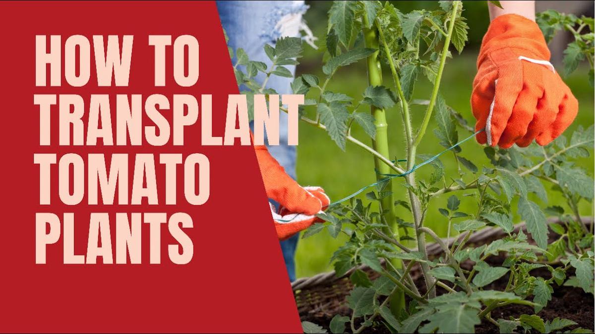 'Video thumbnail for How to transplant tomatoes'