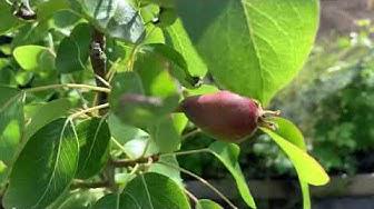 'Video thumbnail for Tour around The Yorkshire Gardener Allotment 26th May 2019'