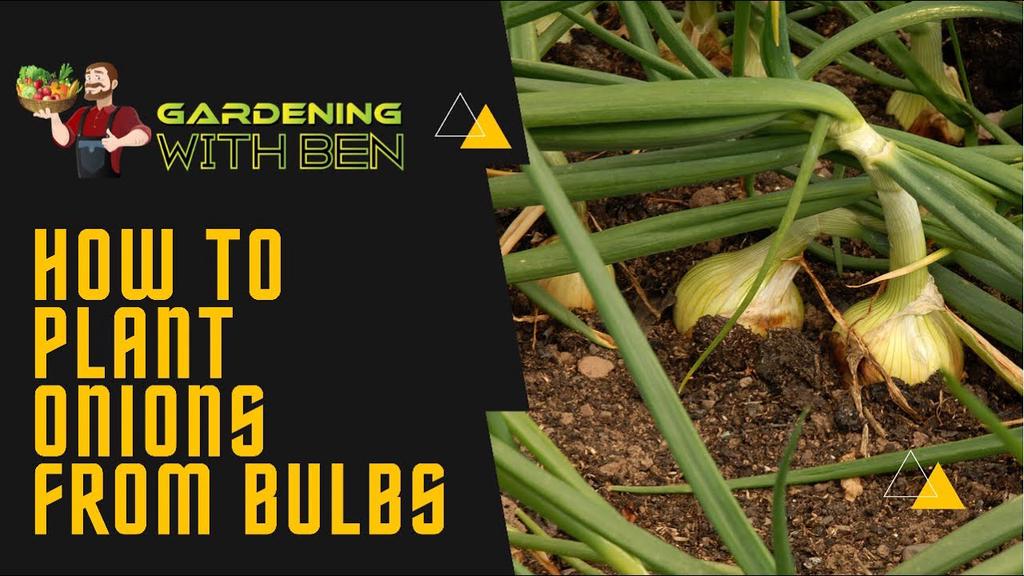 'Video thumbnail for How to plant onions from bulbs'