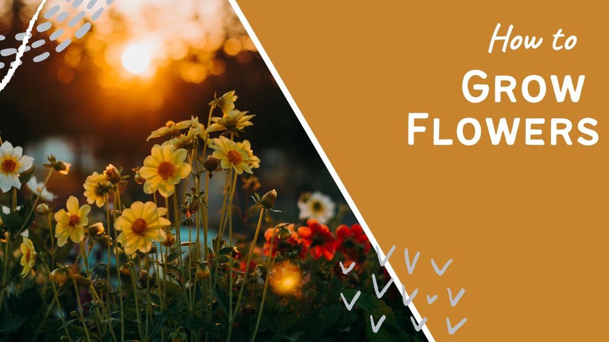 'Video thumbnail for National Allotment Week 2020 - episode 2 How to grow flowers'