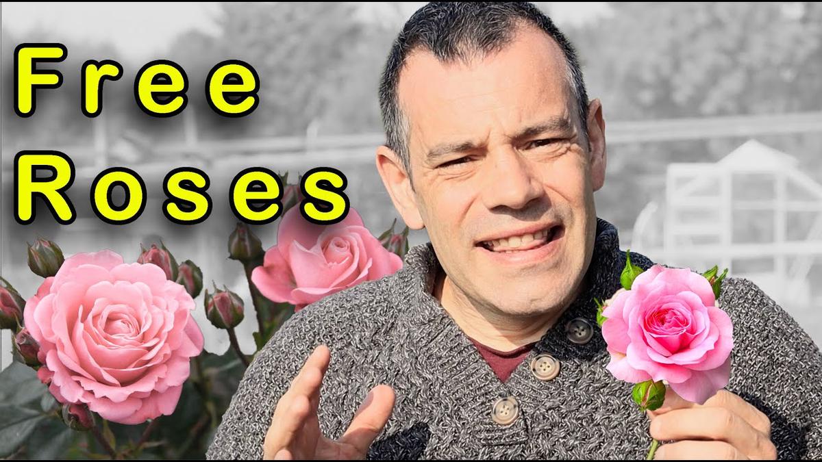 'Video thumbnail for Grow ROSES from Cuttings Make FREE Plants'