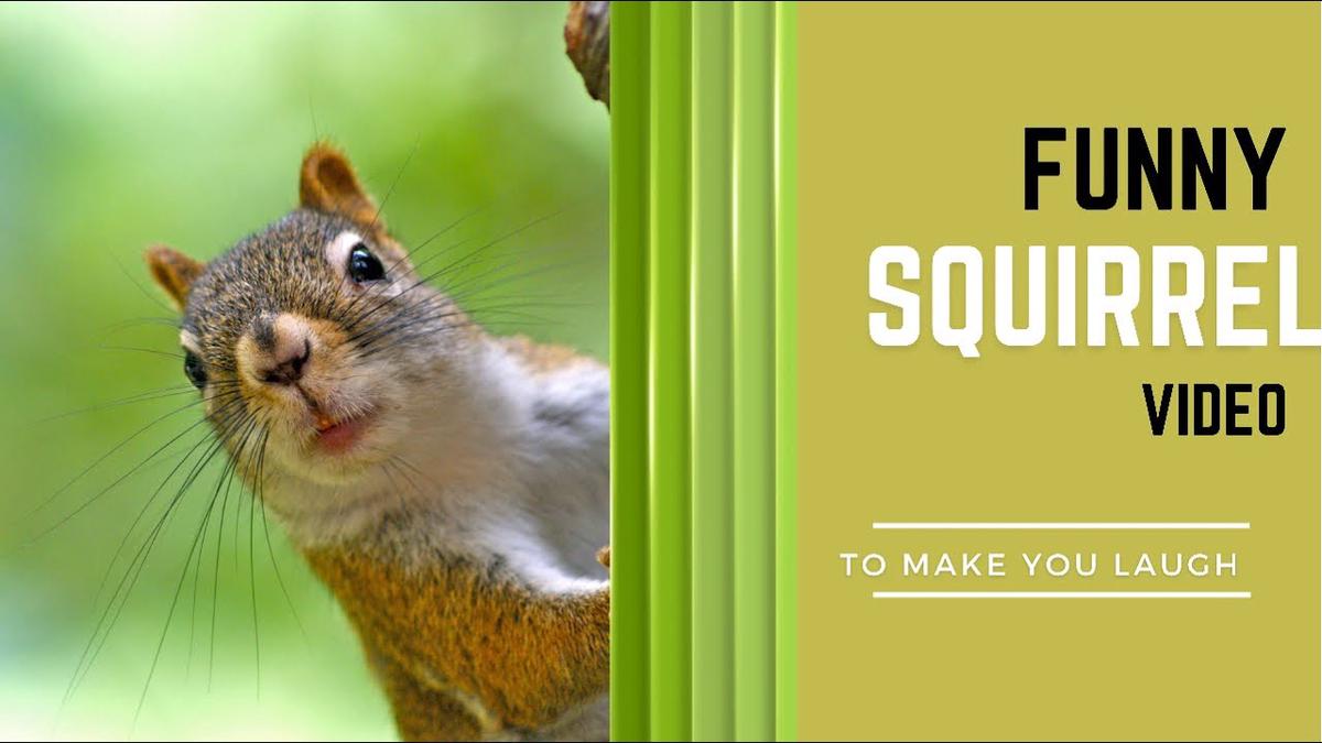 'Video thumbnail for Funny Squirrel video to make you laugh #shorts'