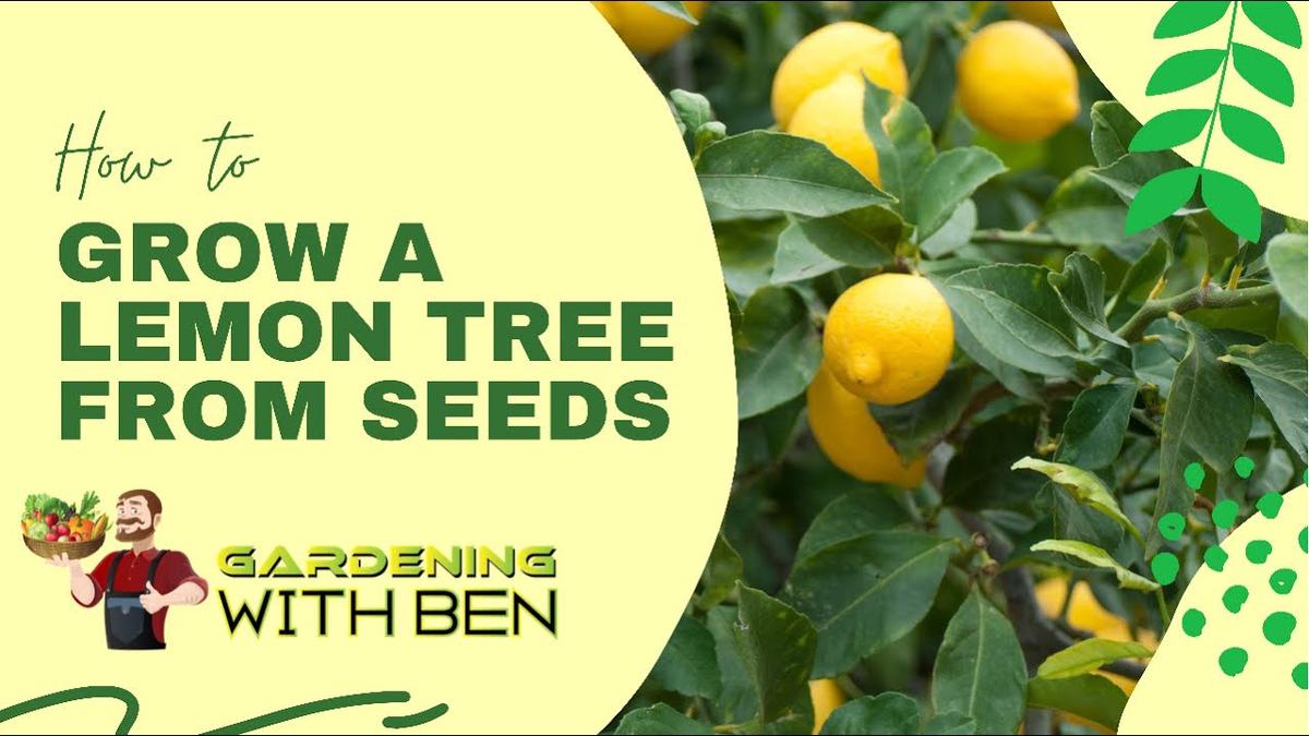 'Video thumbnail for 🍋 How to grow lemon trees from seeds - step by step guide 🍋'