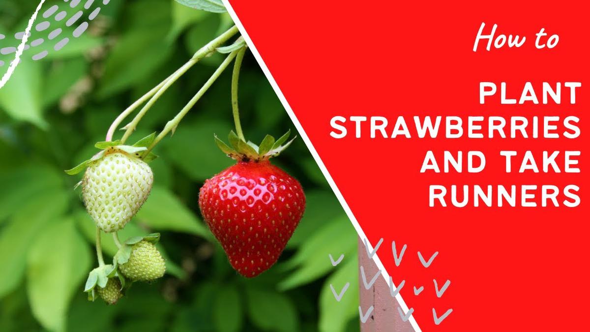 'Video thumbnail for How to plant strawberries and take runners - Easy step by step instructions'