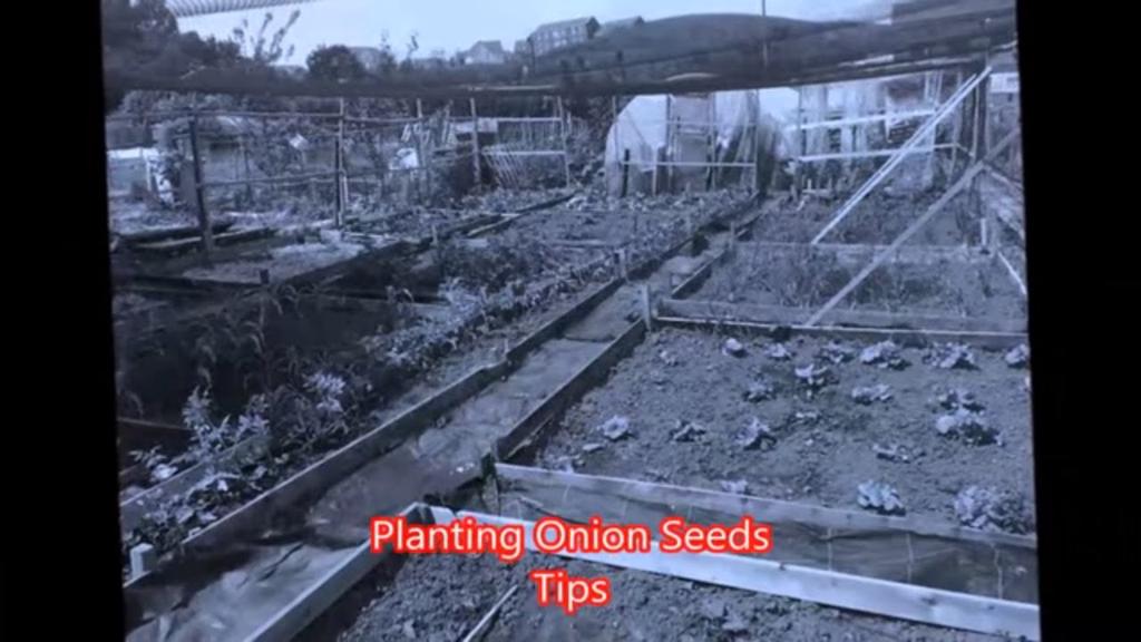 'Video thumbnail for Planting Onion Seeds tips and advice'