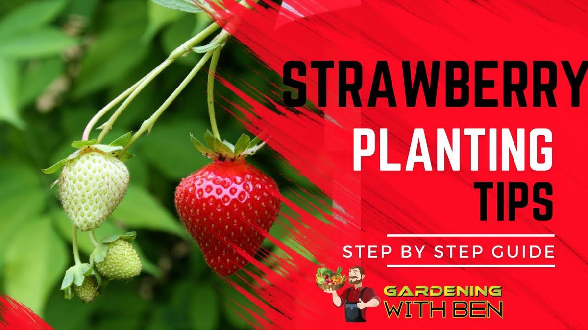 'Video thumbnail for Strawberry Planting tips - step by step guide to grow your own strawberries'