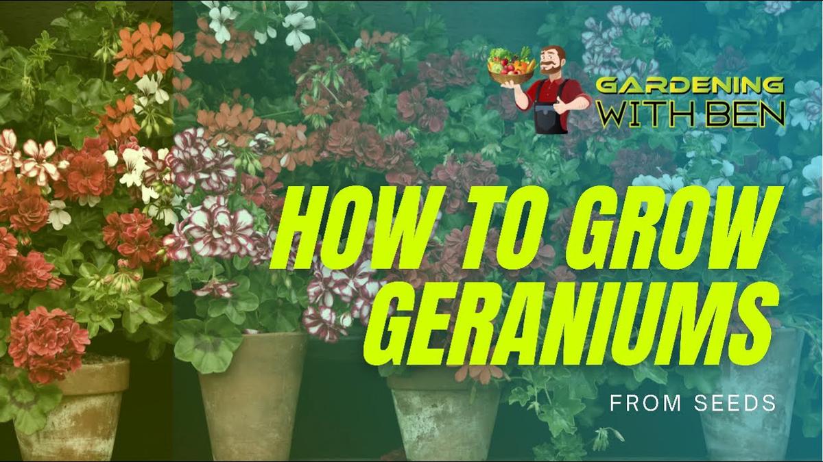 'Video thumbnail for How to grow geranium from seed'