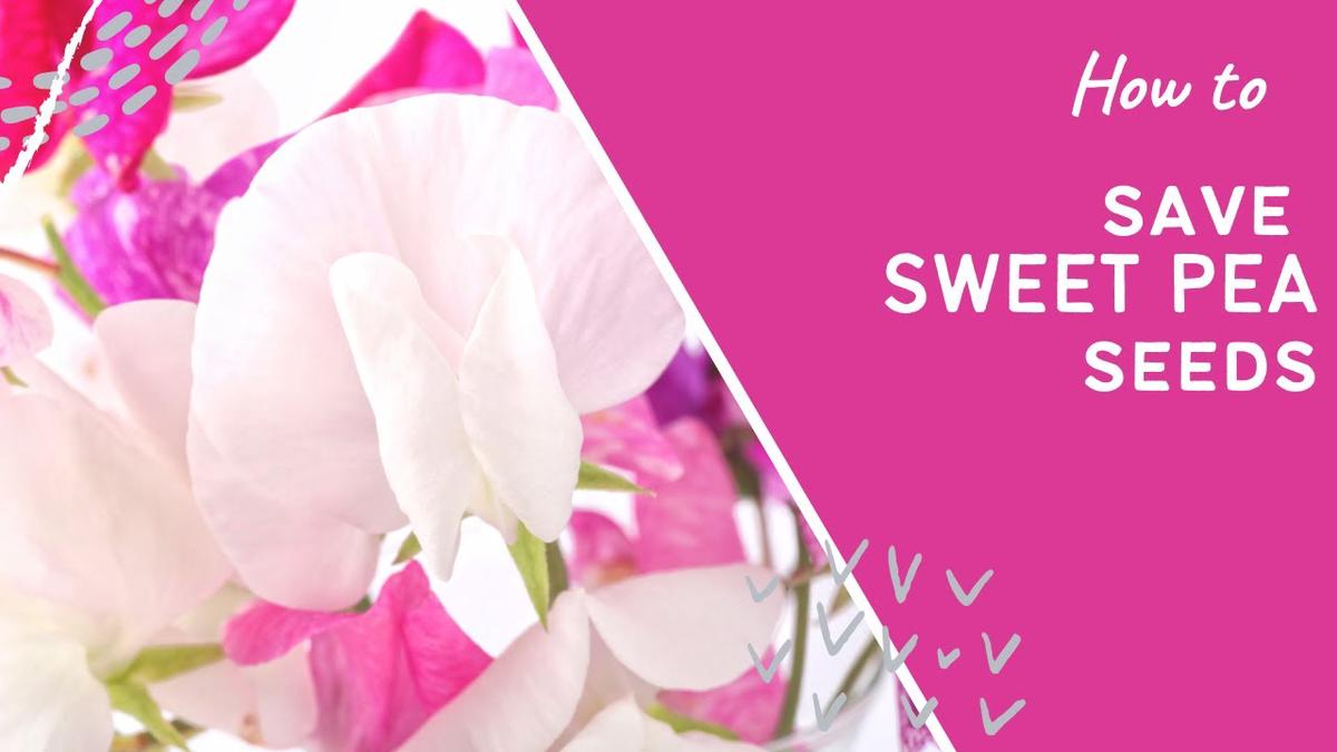 'Video thumbnail for How to save SWEET PEA seeds'