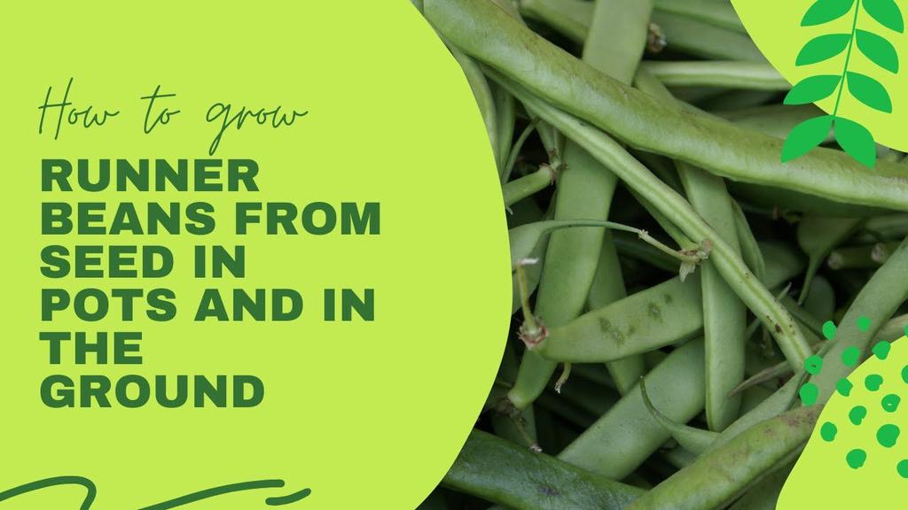 'Video thumbnail for How to grow runner beans from seed in pots and in the ground'