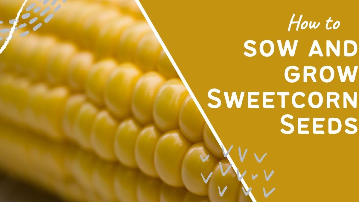'Video thumbnail for How to sow and grow Sweetcorn Seeds'