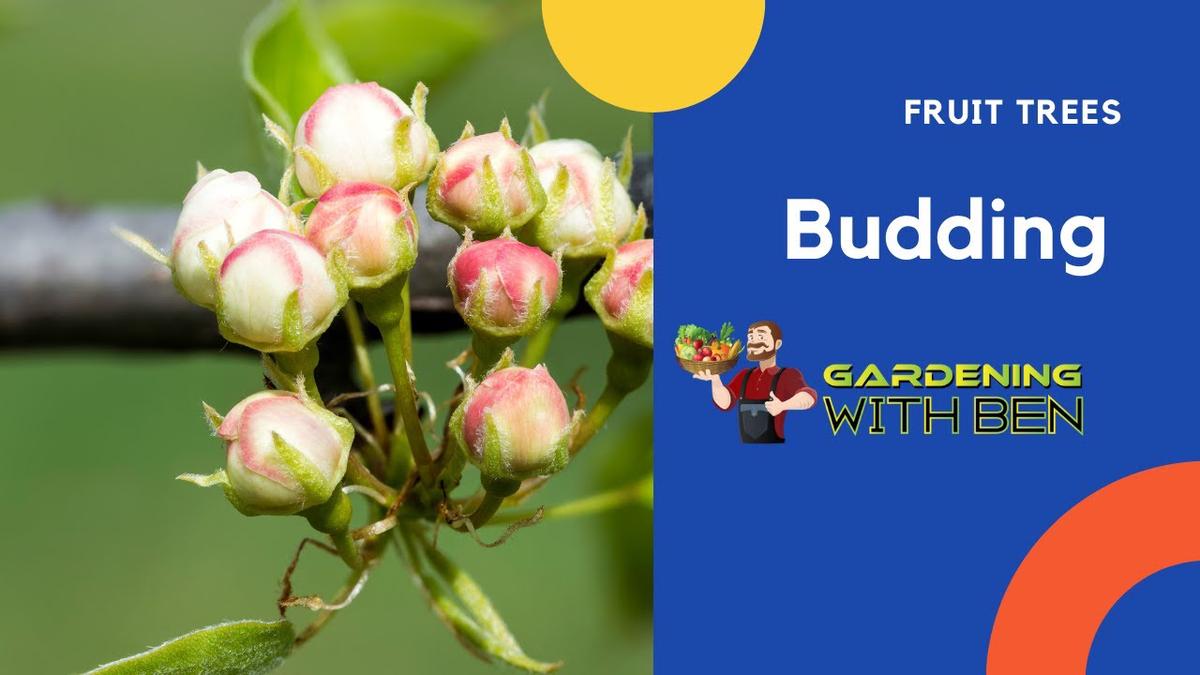 'Video thumbnail for Fruit trees are budding on the allotment #shorts'