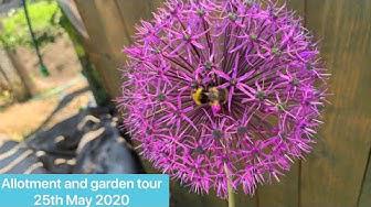 'Video thumbnail for Allotment and garden weekly tour 25th May 2020'
