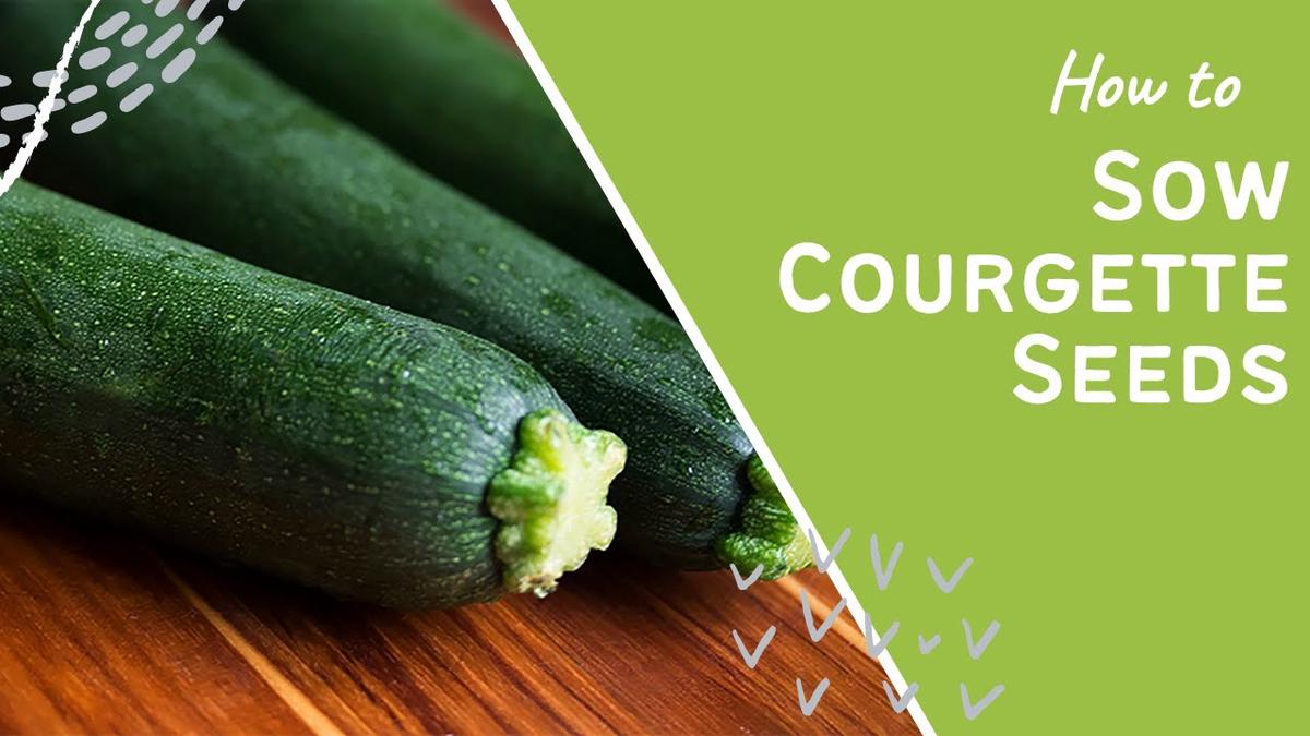 'Video thumbnail for How to sow courgette seeds'