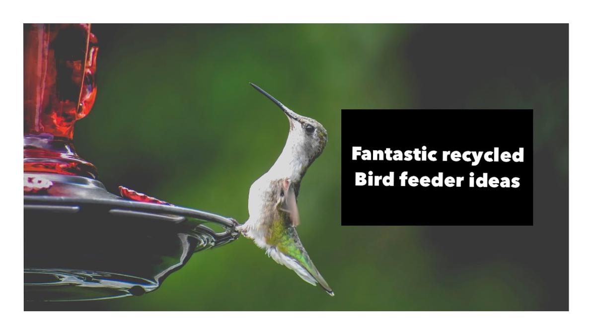 'Video thumbnail for Amazing recycled bird feeder ideas'