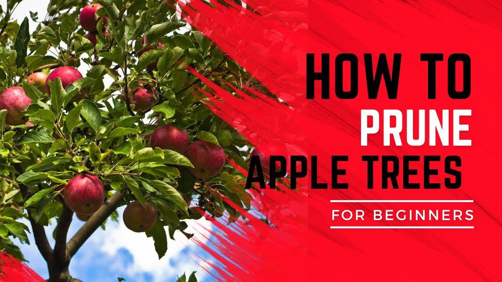 'Video thumbnail for How to prune apple trees'