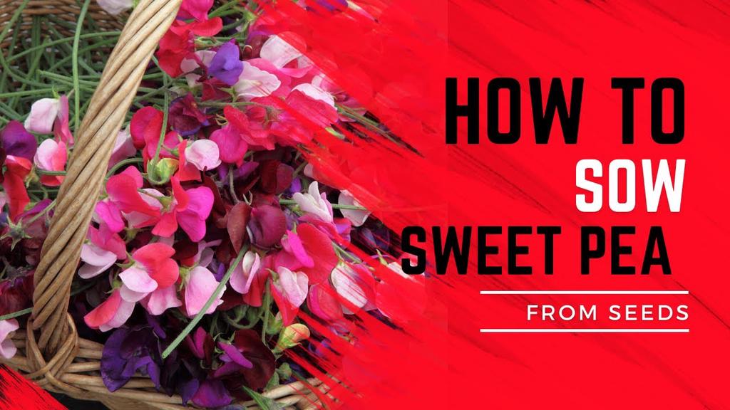 'Video thumbnail for How to plant Sweet Peas from seeds'
