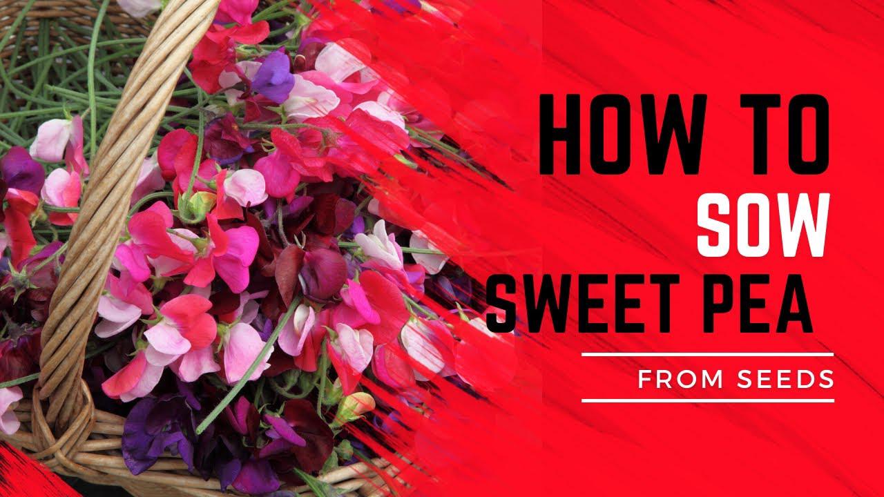 'Video thumbnail for How to plant Sweet Peas from seeds'