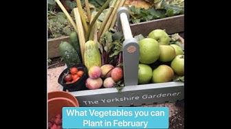 'Video thumbnail for What vegetable seeds to plant in February in the garden and allotment'