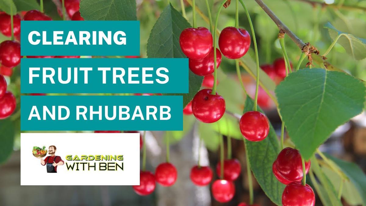 'Video thumbnail for Clearing of Rhubarb Area and Fruit Trees'