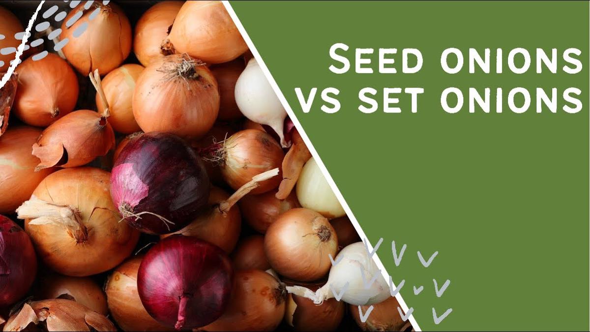 'Video thumbnail for Seed onions vs set onions #shorts'