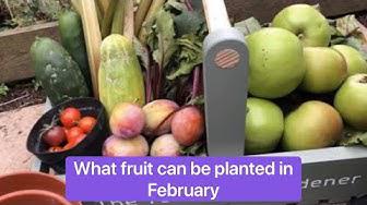 'Video thumbnail for What fruit can be planted in February in the garden and allotment'