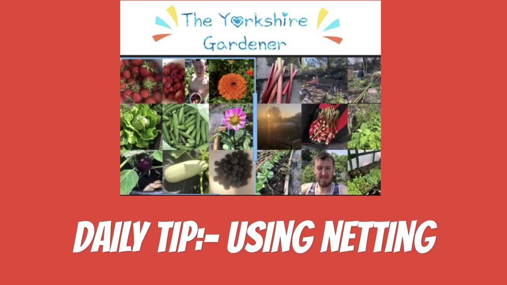 'Video thumbnail for Protecting fruit with netting in the garden - Daily tips'