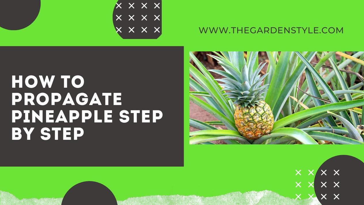 'Video thumbnail for How to Propagate Pineapple from Top at Home 🍍 Very Easy 🍍'