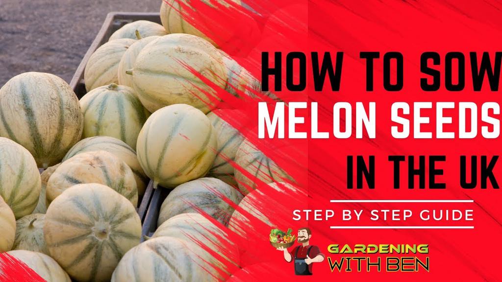 'Video thumbnail for How to sow melon seeds - grow melons in the Uk'
