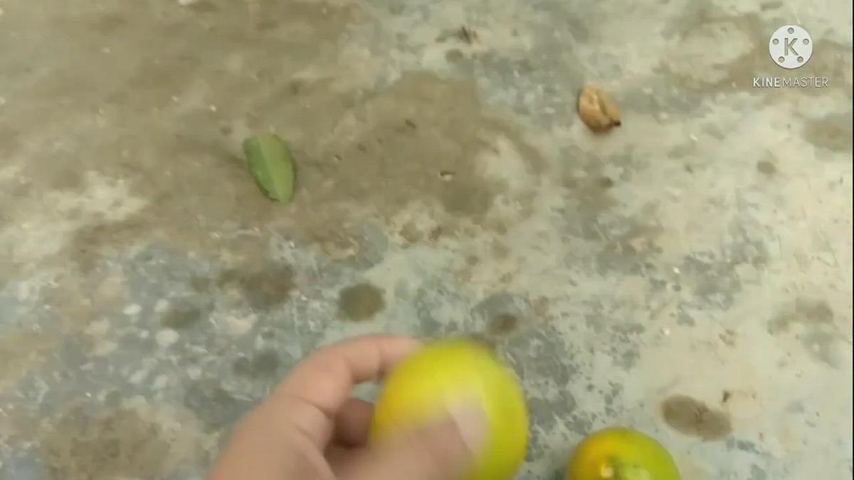 'Video thumbnail for How to grow lemon tree at home | lemon farming profit'