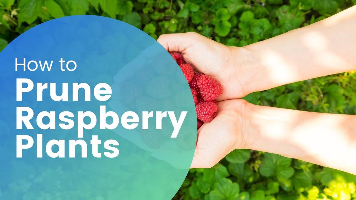 'Video thumbnail for How prune Raspberry Plants'