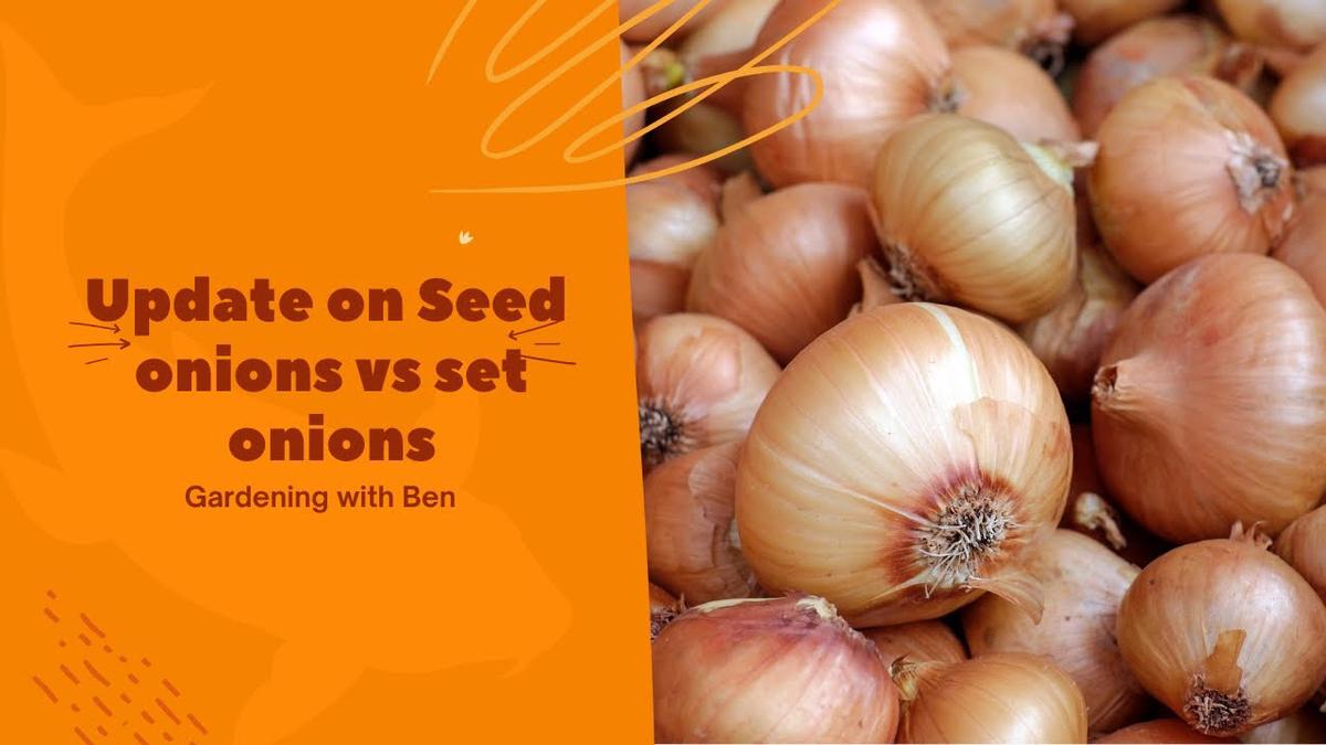 'Video thumbnail for An update on or Seed onion vs Set Onion experiment #shorts'