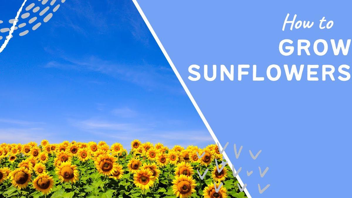 'Video thumbnail for How to grow sunflowers 🌻'