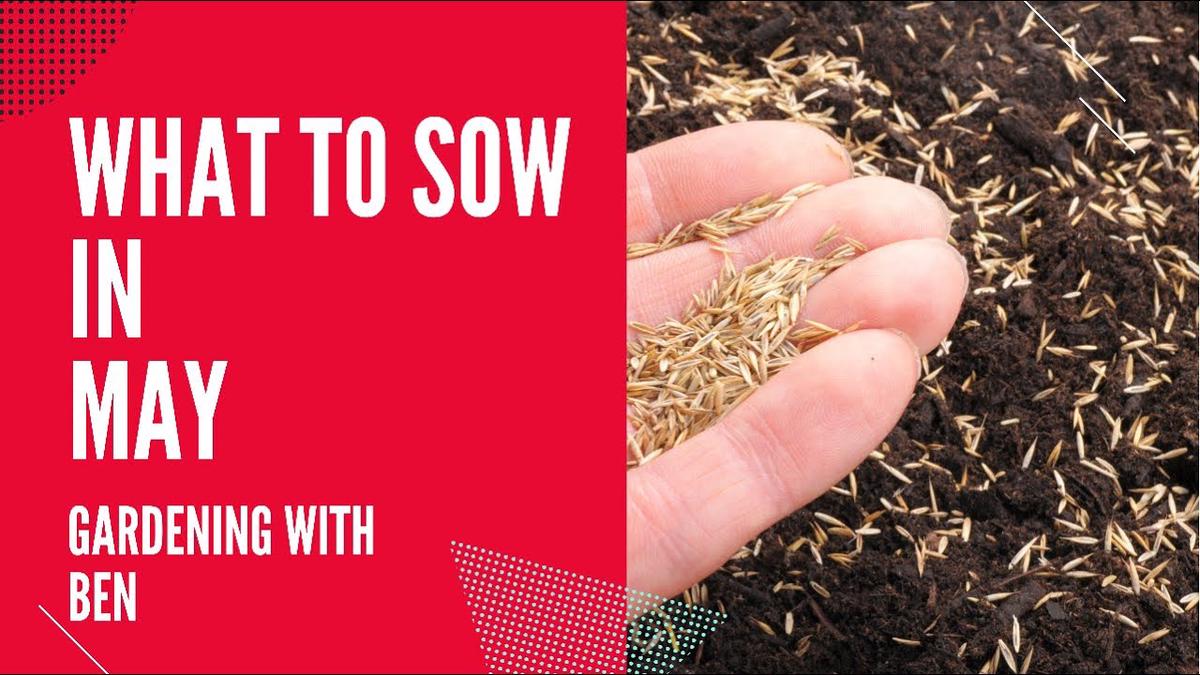'Video thumbnail for What to sow in May 👨🌾 #shorts'